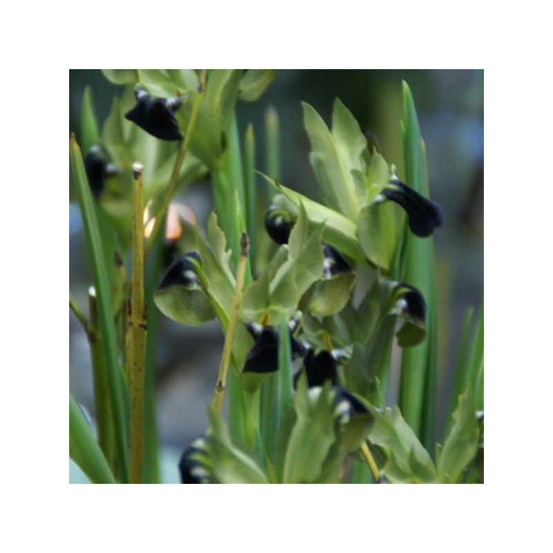 Hermodactylus tuberosa