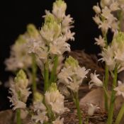Hyacinthoides hispanica 'White City'