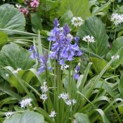 Hyacinthoides hispanica -blauw-