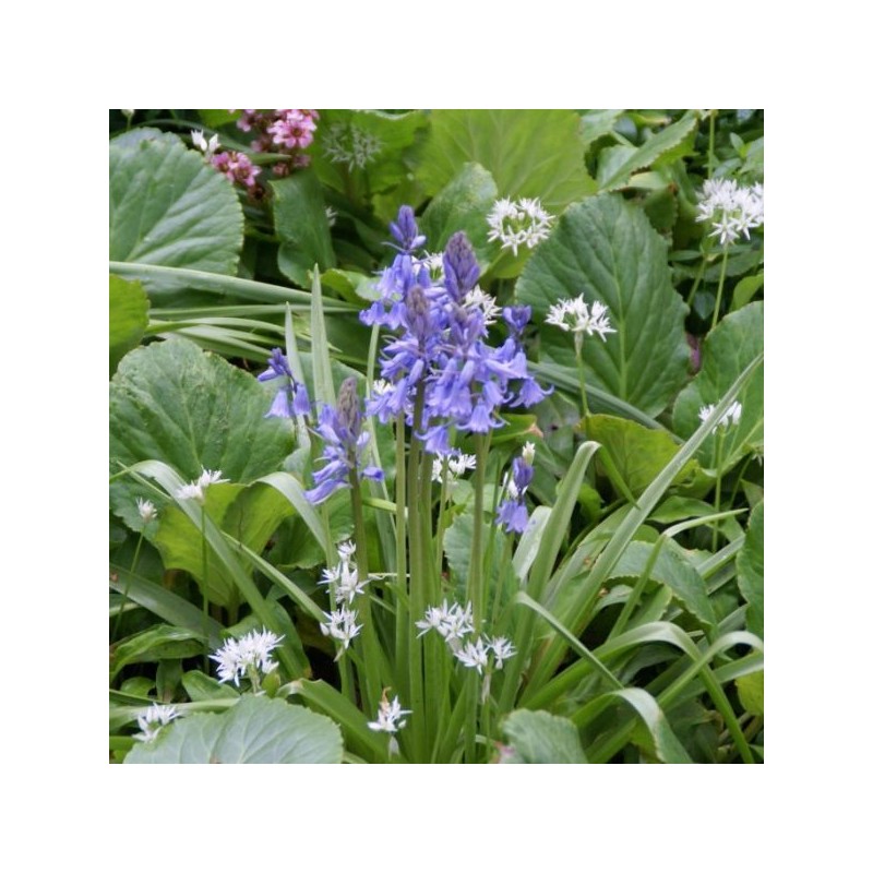 Hyacinthoides hispanica -blauw-