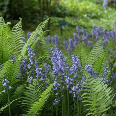 Hyacinthoides hispanica -blauw-