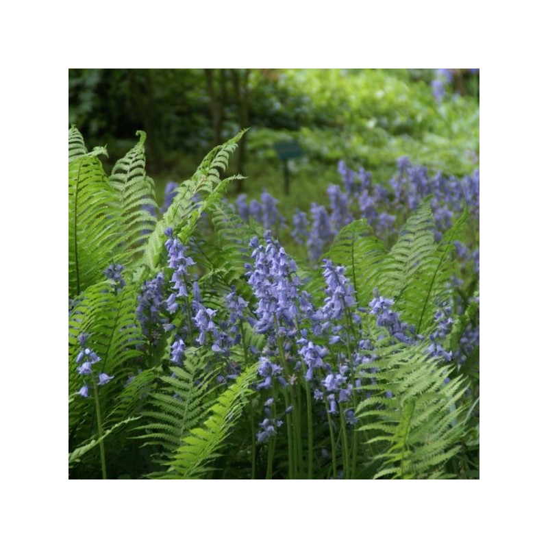 Hyacinthoides hispanica -blauw-
