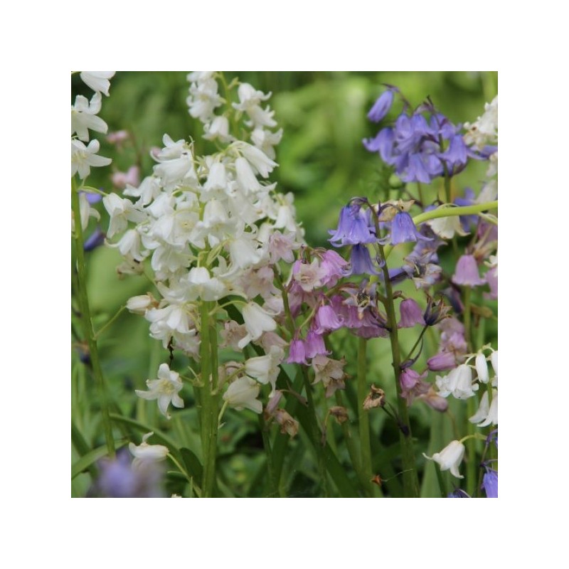 Hyacinthoides hispanica -gemengde kleuren-