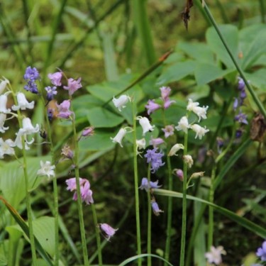 Hyacinthoides hispanica -gemengde kleuren-