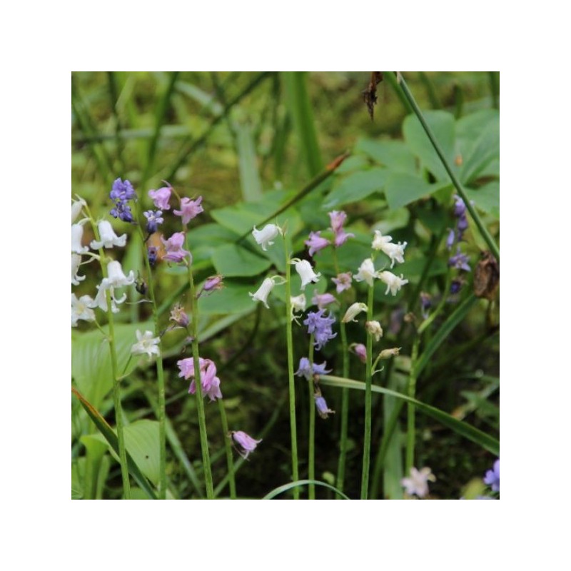 Hyacinthoides hispanica -gemengde kleuren-