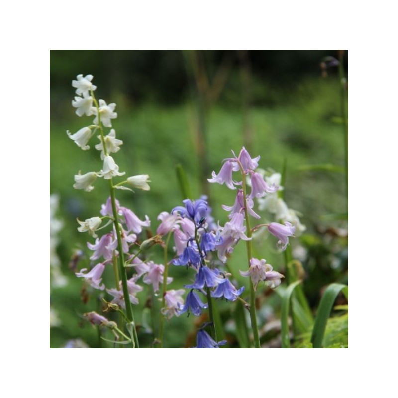 Hyacinthoides hispanica -gemengde kleuren-