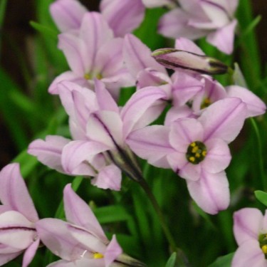 Ipheion uniflorum 'Charlotte Bishop'