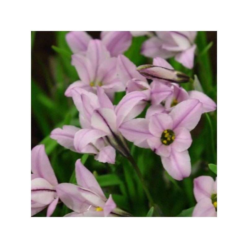 Ipheion uniflorum 'Charlotte Bishop'
