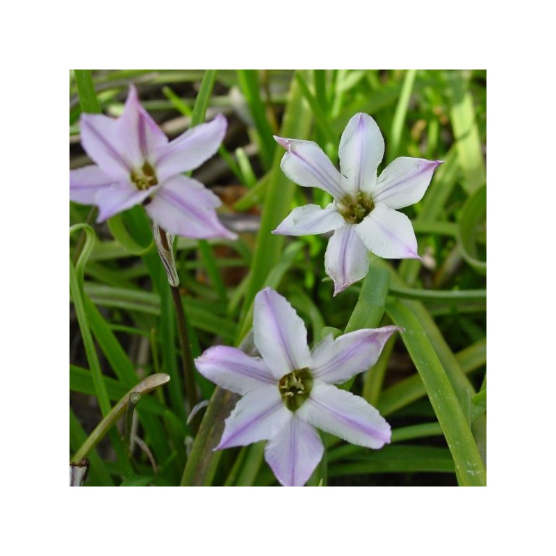 Ipheion uniflorum 'Charlotte Bishop'