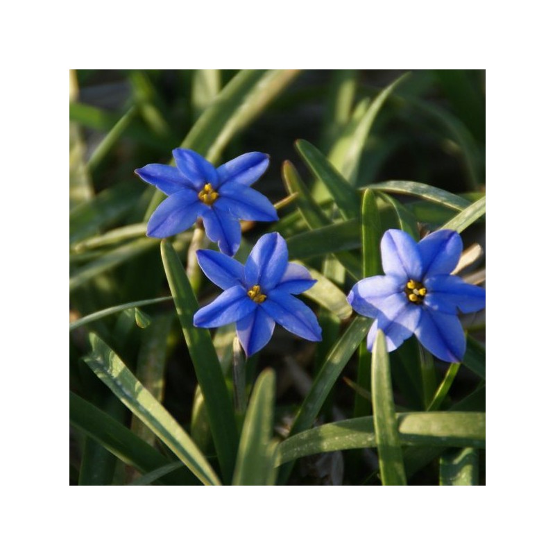 Ipheion uniflorum 'Jessie'