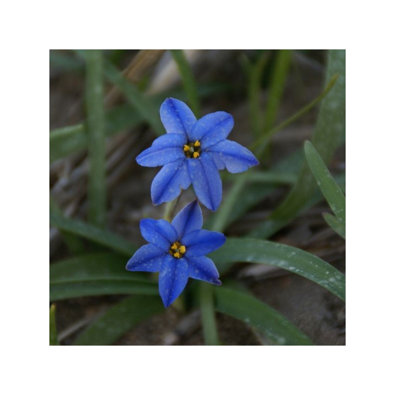 Ipheion uniflorum 'Jessie'
