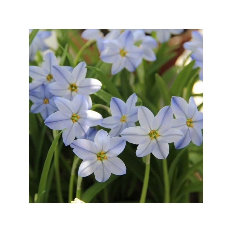 Ipheion uniflorum 'Rolf Fiedler'