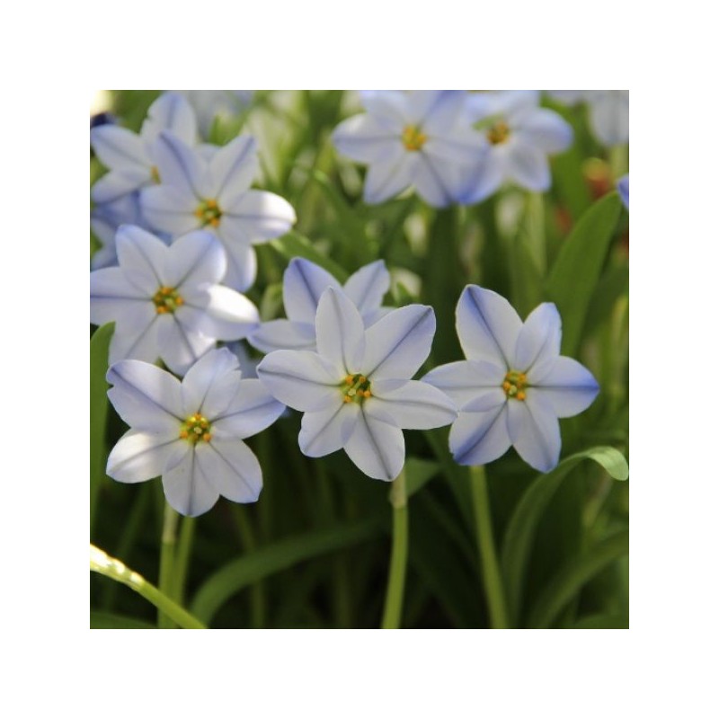 Ipheion uniflorum 'Rolf Fiedler'