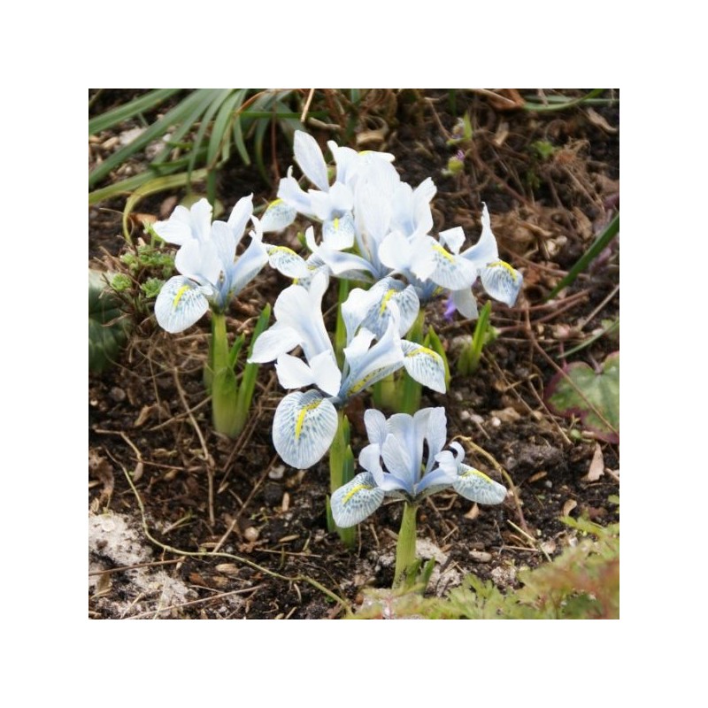 Iris 'Katharine Hodgkin'