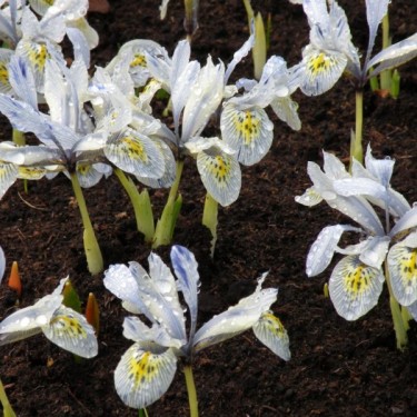 Iris 'Katharine Hodgkin'