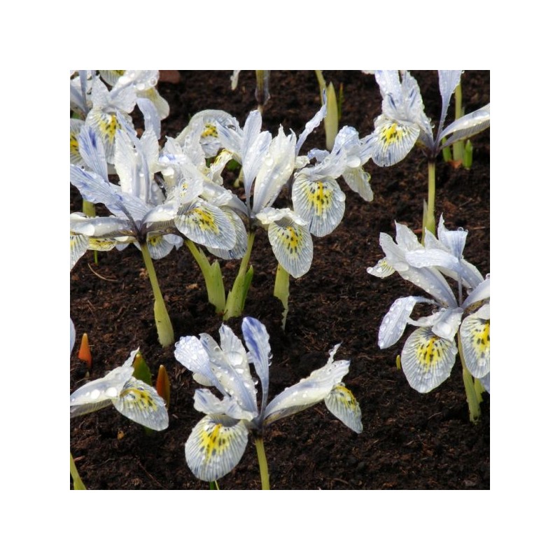Iris 'Katharine Hodgkin'