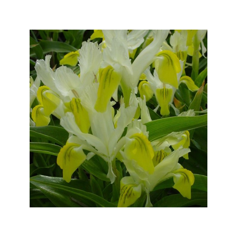 Iris bucharica