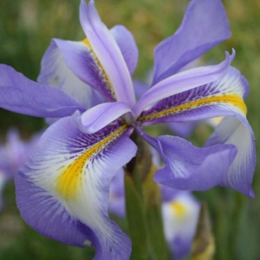 Iris cycloglossa