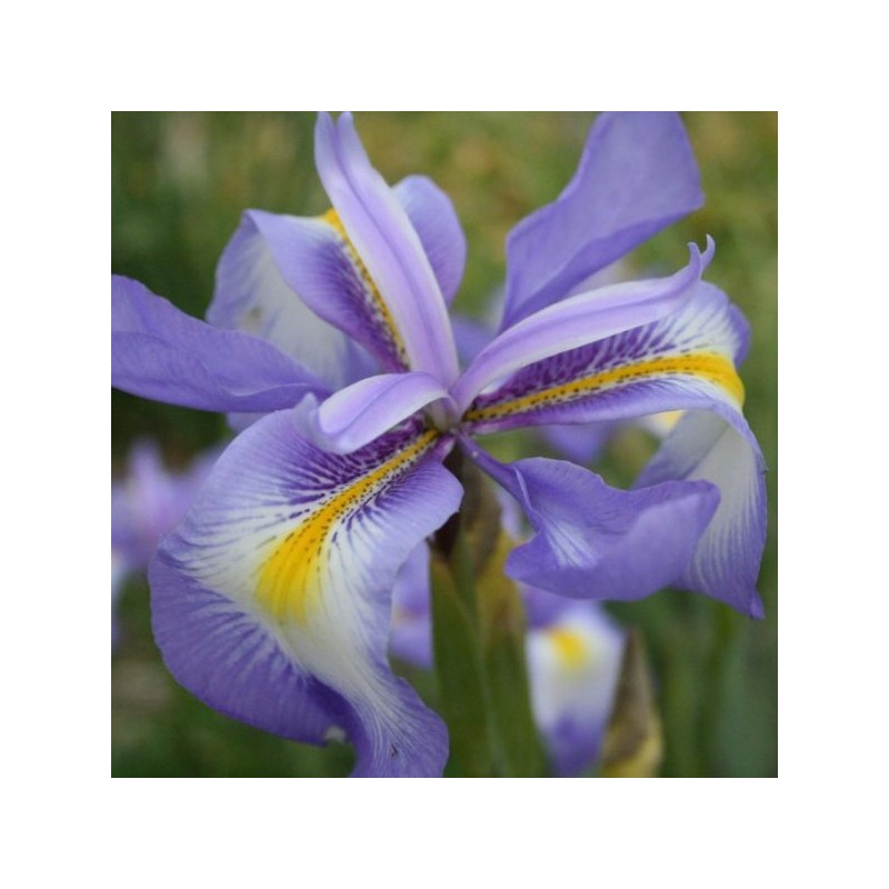 Iris cycloglossa