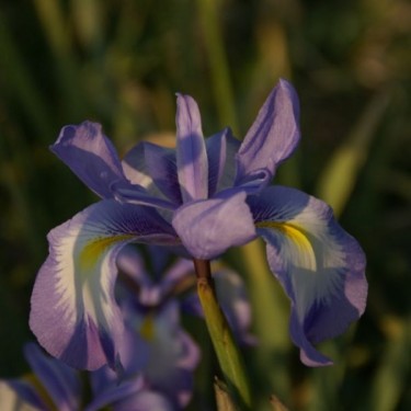 Iris cycloglossa