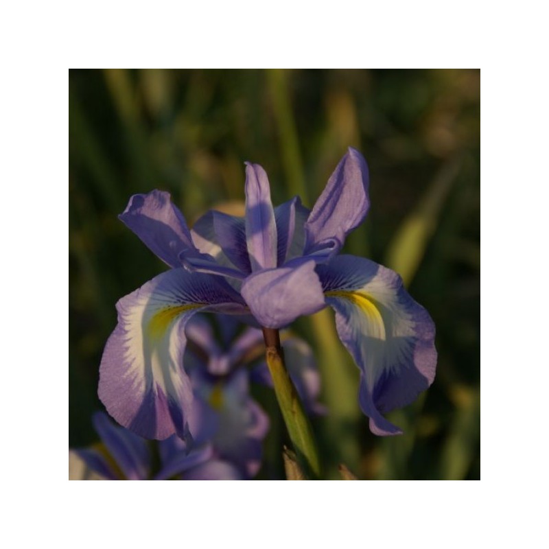 Iris cycloglossa