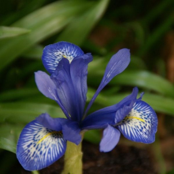 Iris histrioides 'Lady Beatrix Stanley'