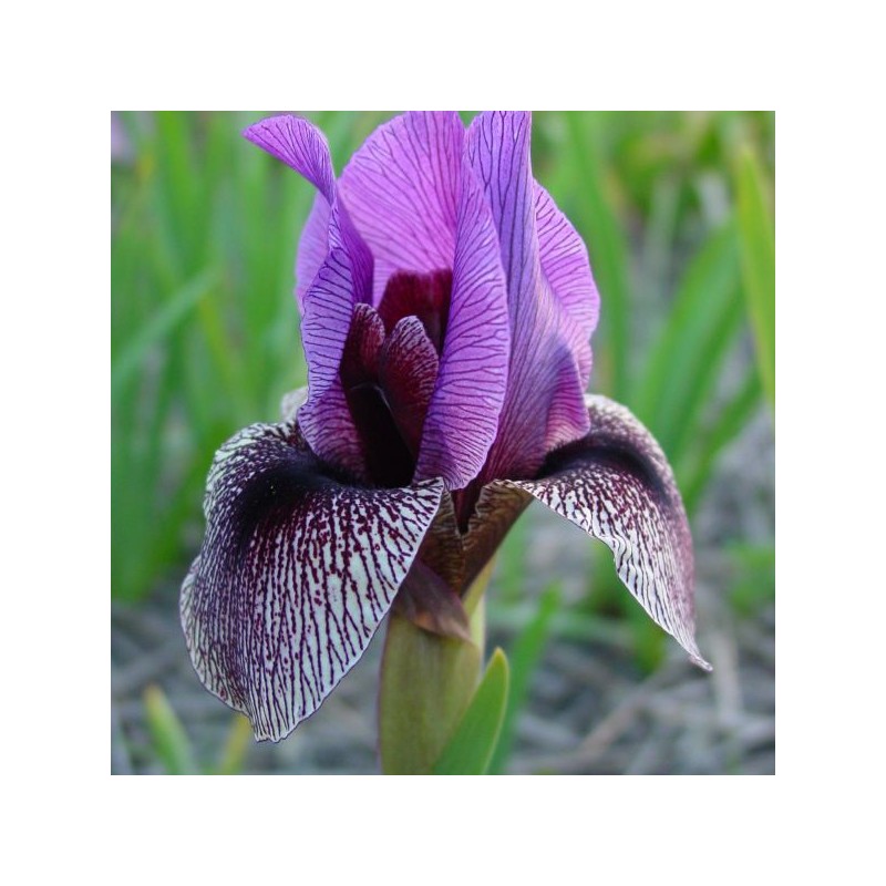 Iris Regelio-cyclus groep 'Dardanus' Iris Regelio-cyclus groep 'Dardanus'