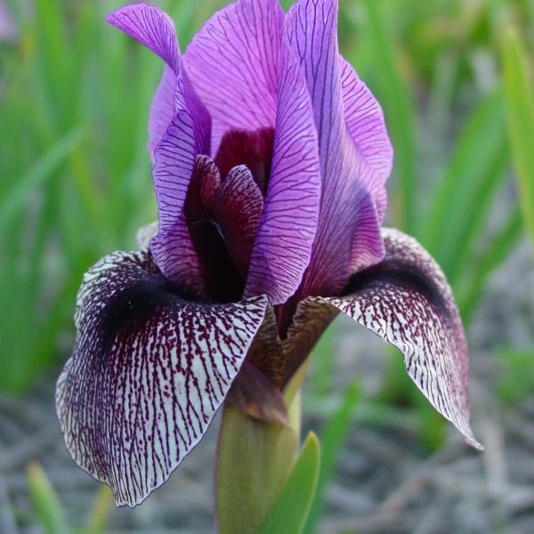 Iris Regelio-cyclus groep 'Dardanus'
