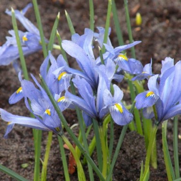 Iris reticulata 'Cantab'