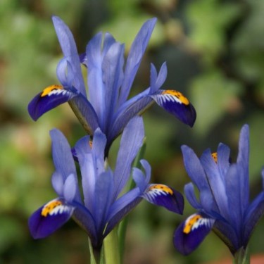 Iris reticulata 'Gordon'