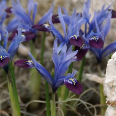 Iris reticulata 'Halkis'