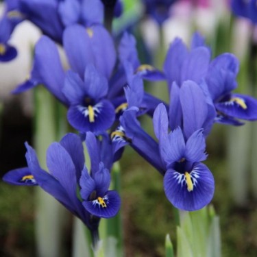 Iris reticulata 'Harmony'
