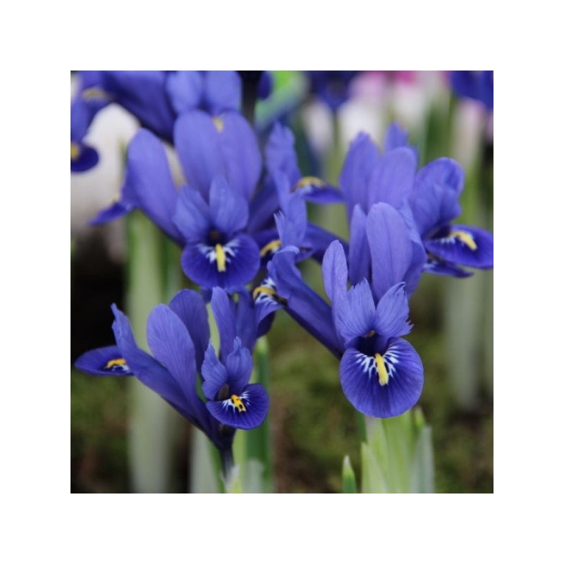 Iris reticulata 'Harmony'