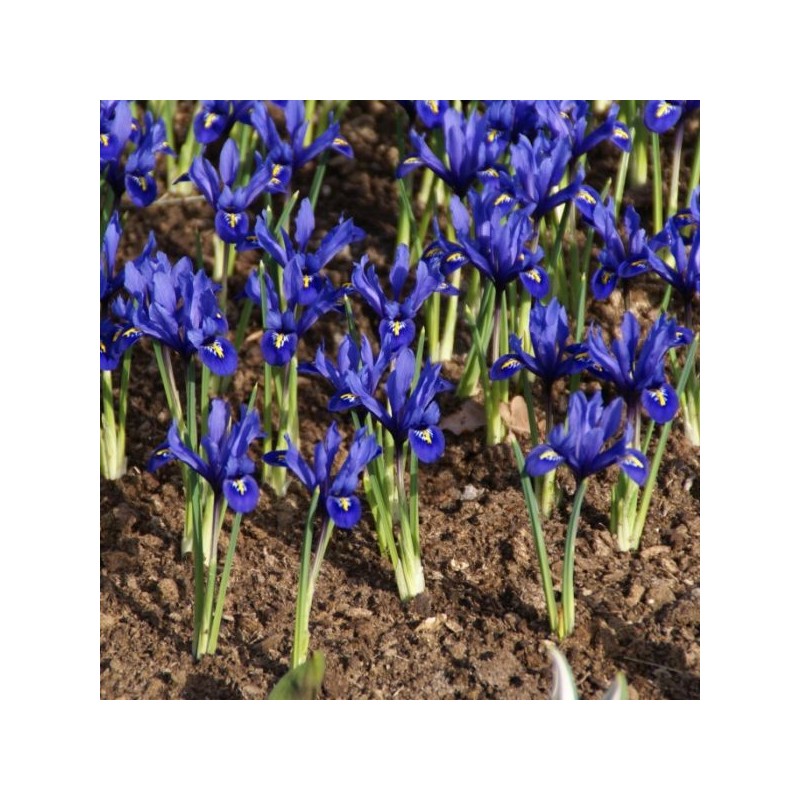Iris reticulata 'Harmony'