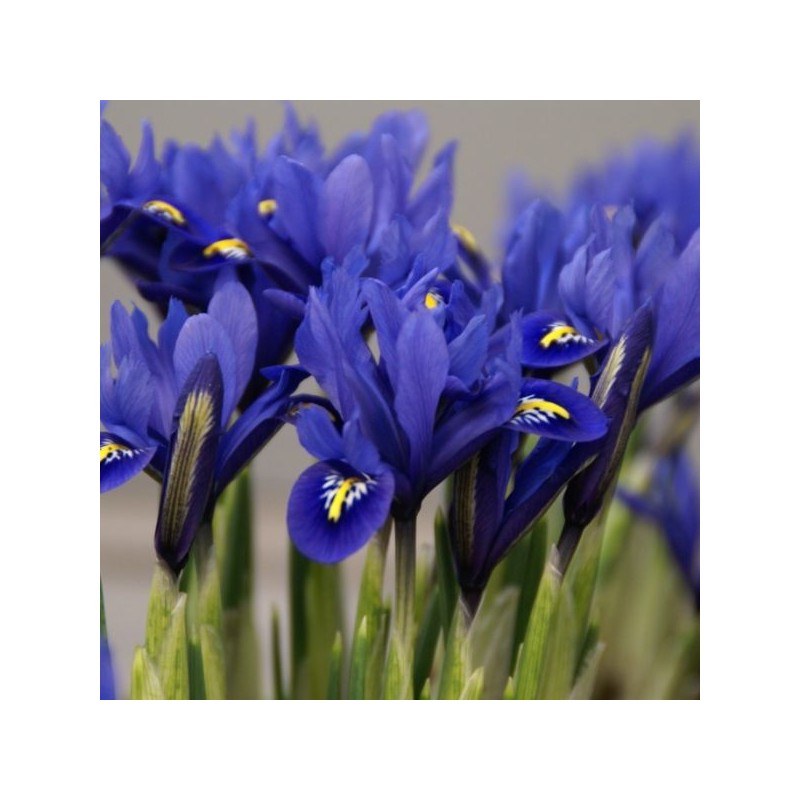 Iris reticulata 'Harmony'