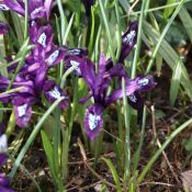 Iris reticulata 'Pauline'