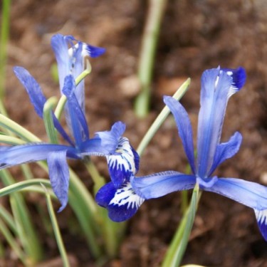 Iris reticulata 'Spring Time'