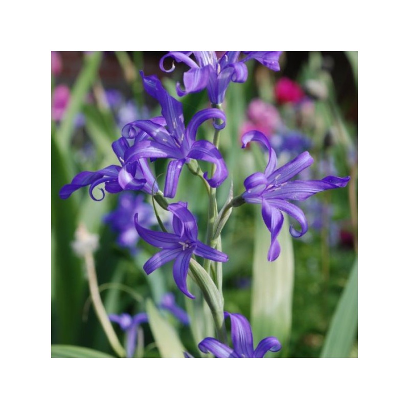 Ixiolirion tataricum