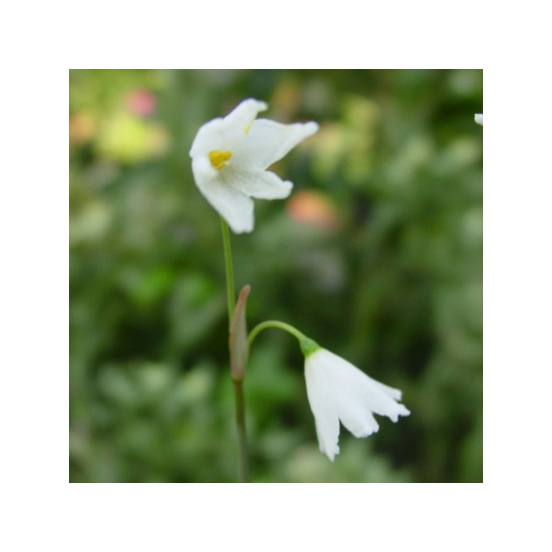 Acis autumnalis 'September Snow'