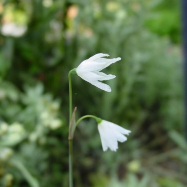 Acis autumnalis 'September Snow'