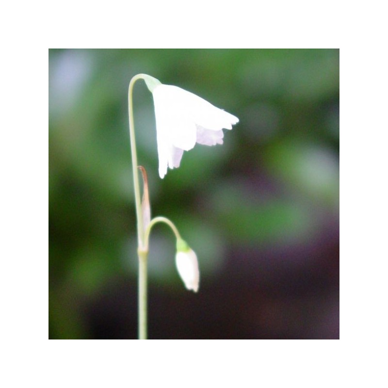 Acis autumnalis 'September Snow'
