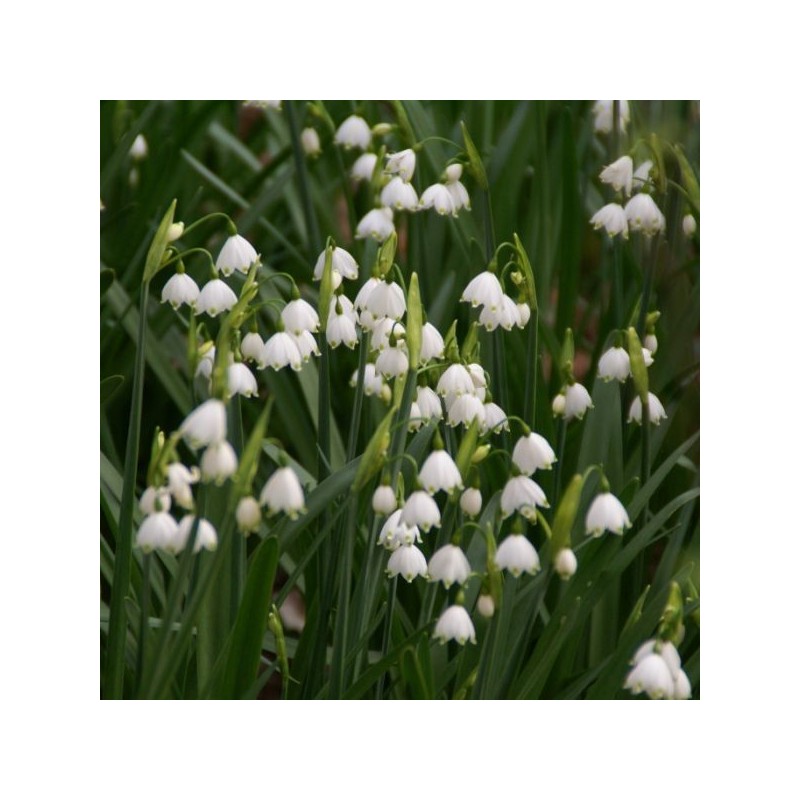 Leucojum aestivum