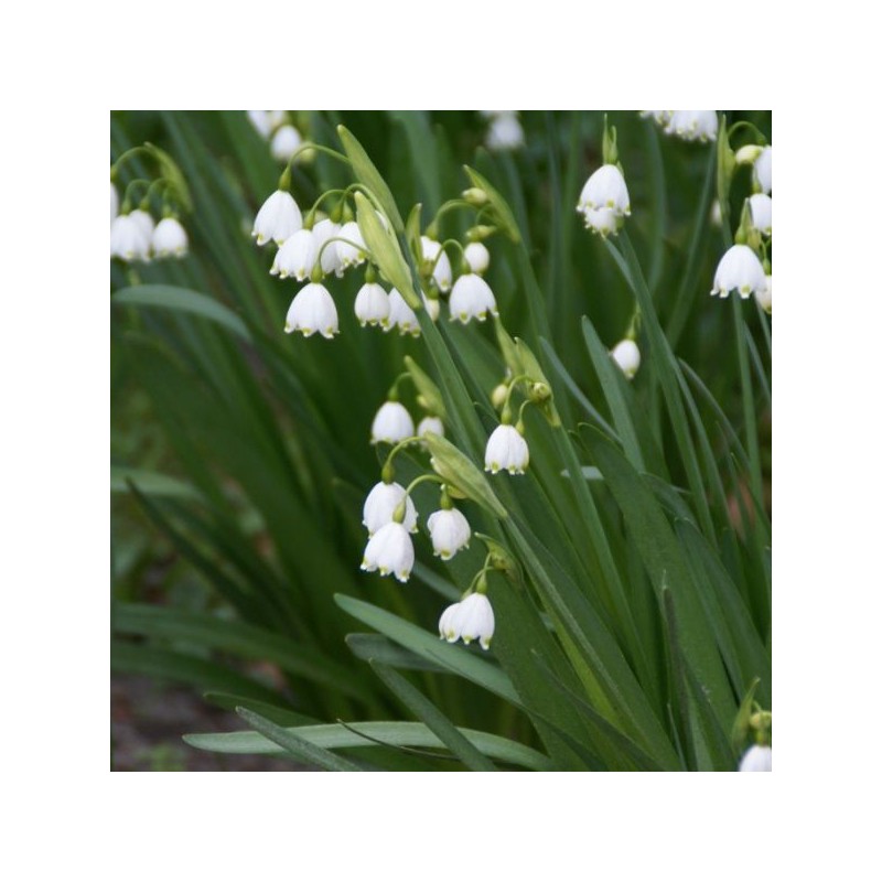 Leucojum aestivum