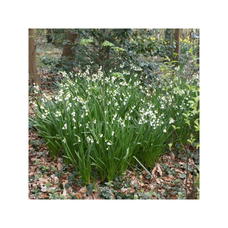 Leucojum aestivum