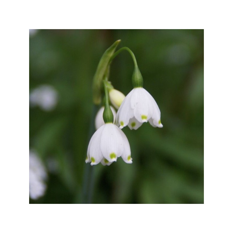 Leucojum aestivum 'Gravetye Giant'