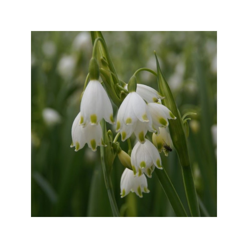 Leucojum aestivum 'Gravetye Giant'