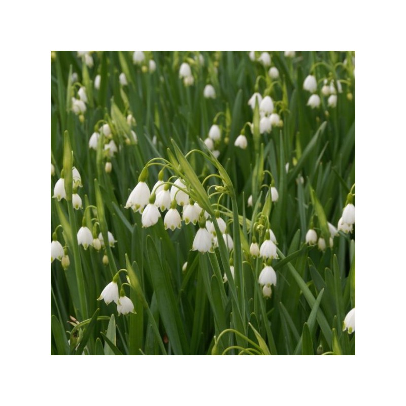 Leucojum aestivum 'Gravetye Giant'