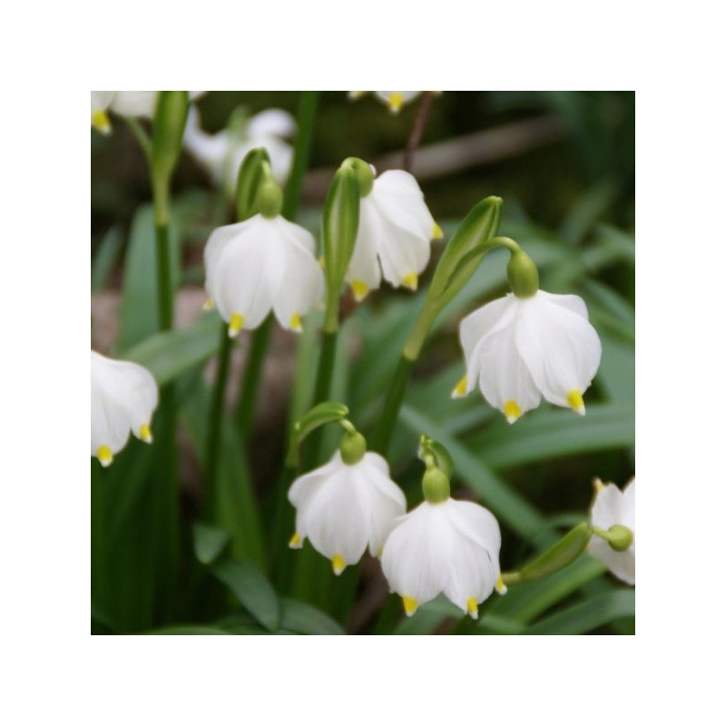 Leucojum vernum