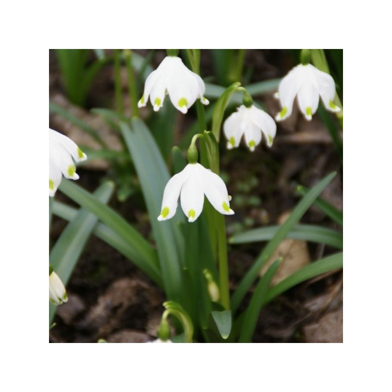 Leucojum vernum