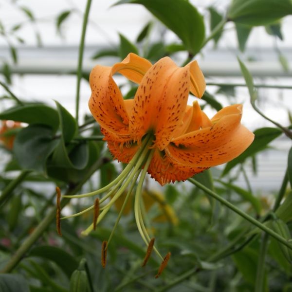 Lilium henryii